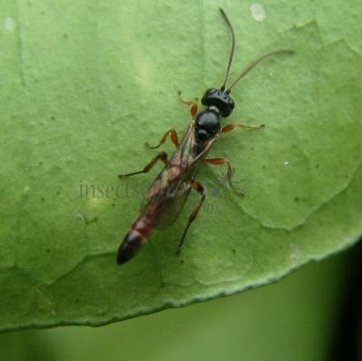 Isadelphus inimicus-1