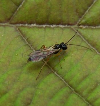 Isadelphus inimicus-3