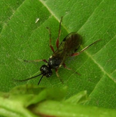 Isadelphus inimicus-6