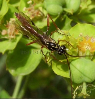 Lissonota fundator -1