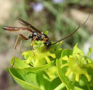Lissonota fundator -2