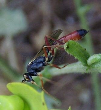 Lissonota sp -1