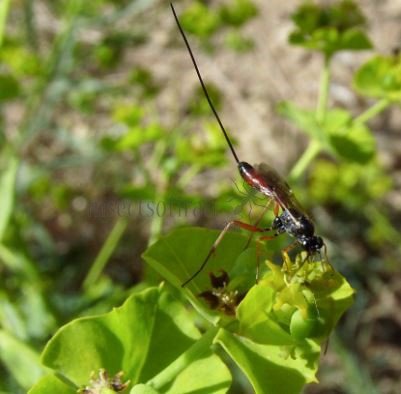 Lissonota sp -3