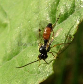 Meloboris sp