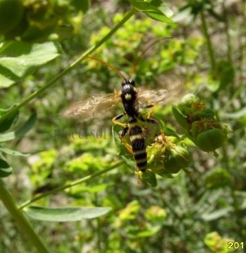 Metopius sp