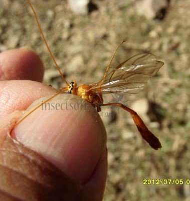 Netelia sp -1