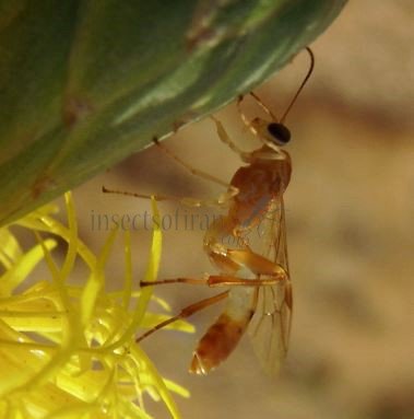 Netelia sp -2