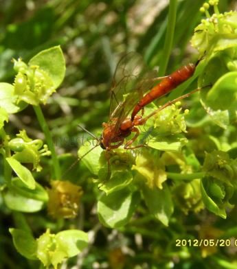 Netelia sp -4
