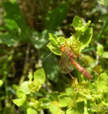 Netelia sp -5