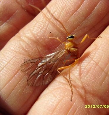 Netelia sp -6