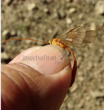 Netelia sp-8