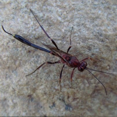 Ophion sp -1