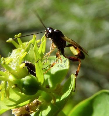 Campopleginae sp-1