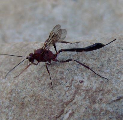 Ophion sp -2
