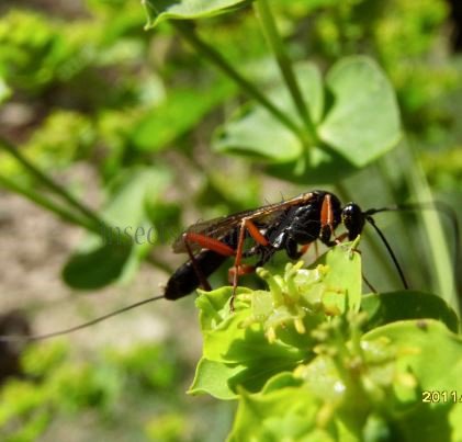 Pimpla rufipes -1