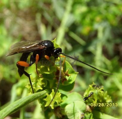 Pimpla rufipes -3