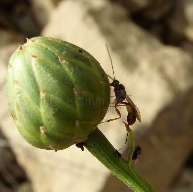 Campopleginae sp-2