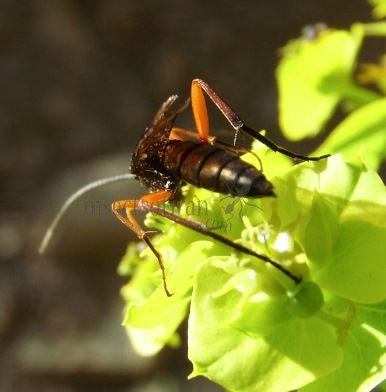 Pimpla rufipes -7