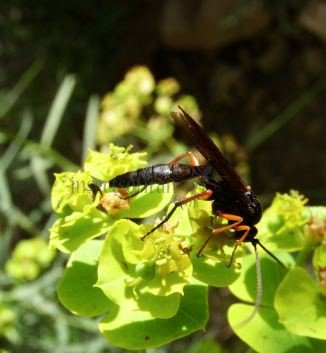 Pimpla rufipes -8
