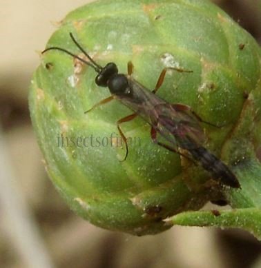 Pimplinae sp -1