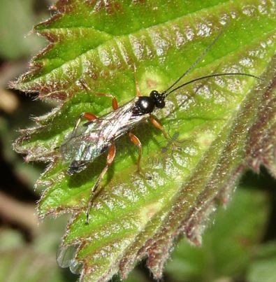 Platylabus pumilio-1