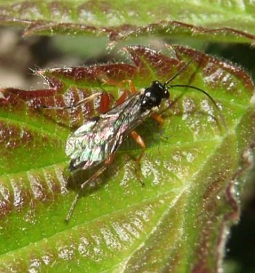 Platylabus pumilio-2