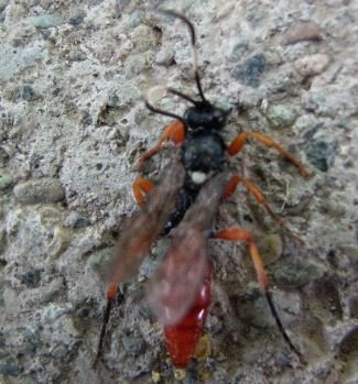 Protichneumon pisorius