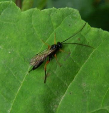 Pseudoamblyteles homocerus