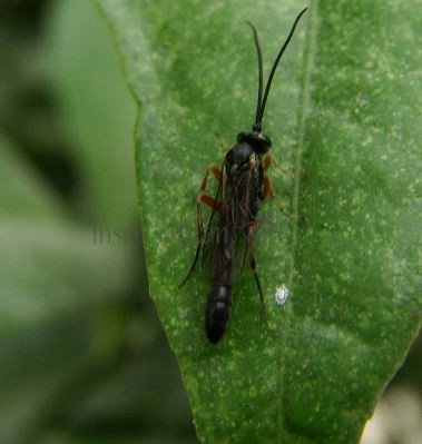 Rhorus palustris-1