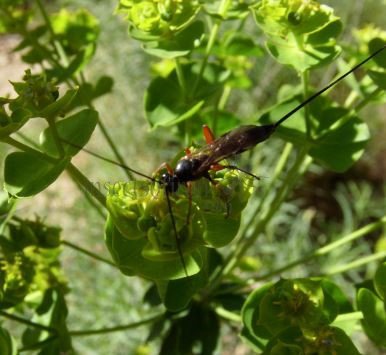 Rhyssella approximator-1