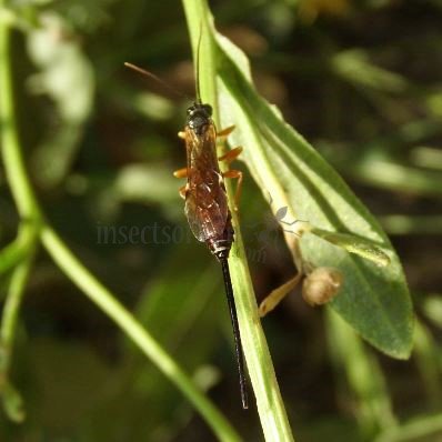 Scambus calobatus -2