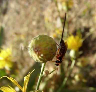 Scambus calobatus -3