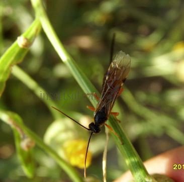 Scambus calobatus -5