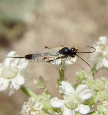 Campopleginae sp-4