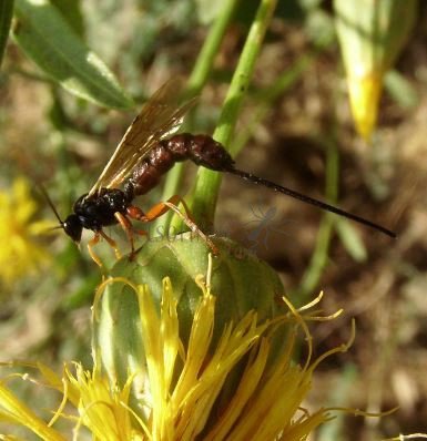 Scambus calobatus -7