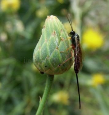 Scambus calobatus -8