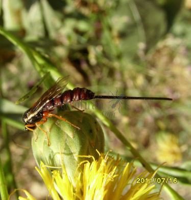Scambus calobatus -9