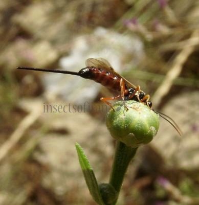 Scambus calobatus -10