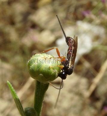 Scambus calobatus -12