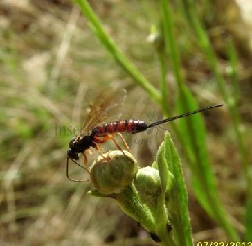 Scambus calobatus -11