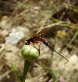 Scambus calobatus -13