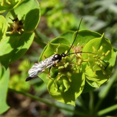 Campopleginae sp-4