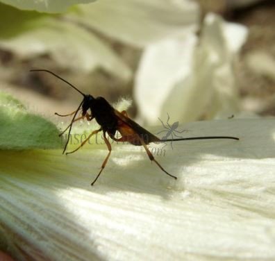 Stenichneumon alpicola-2