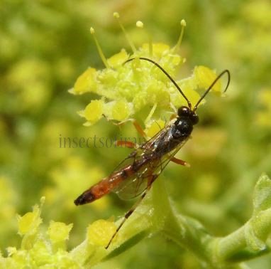 Therion circonflexum -1