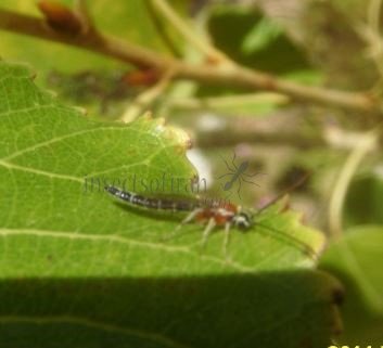 Tromatobia sp-1