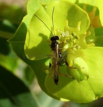 Acrolyta rufocincta-2