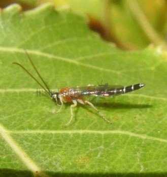 Tromatobia sp-2