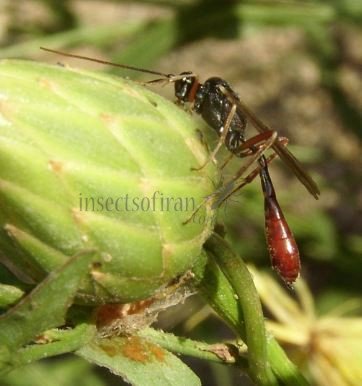 Tryphon atriceps
