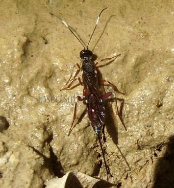 Xorides sp-1