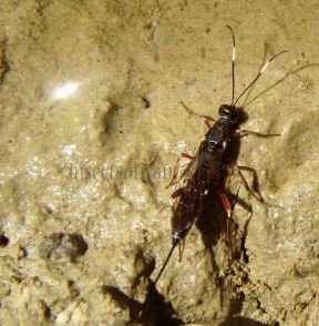 Xorides sp-2